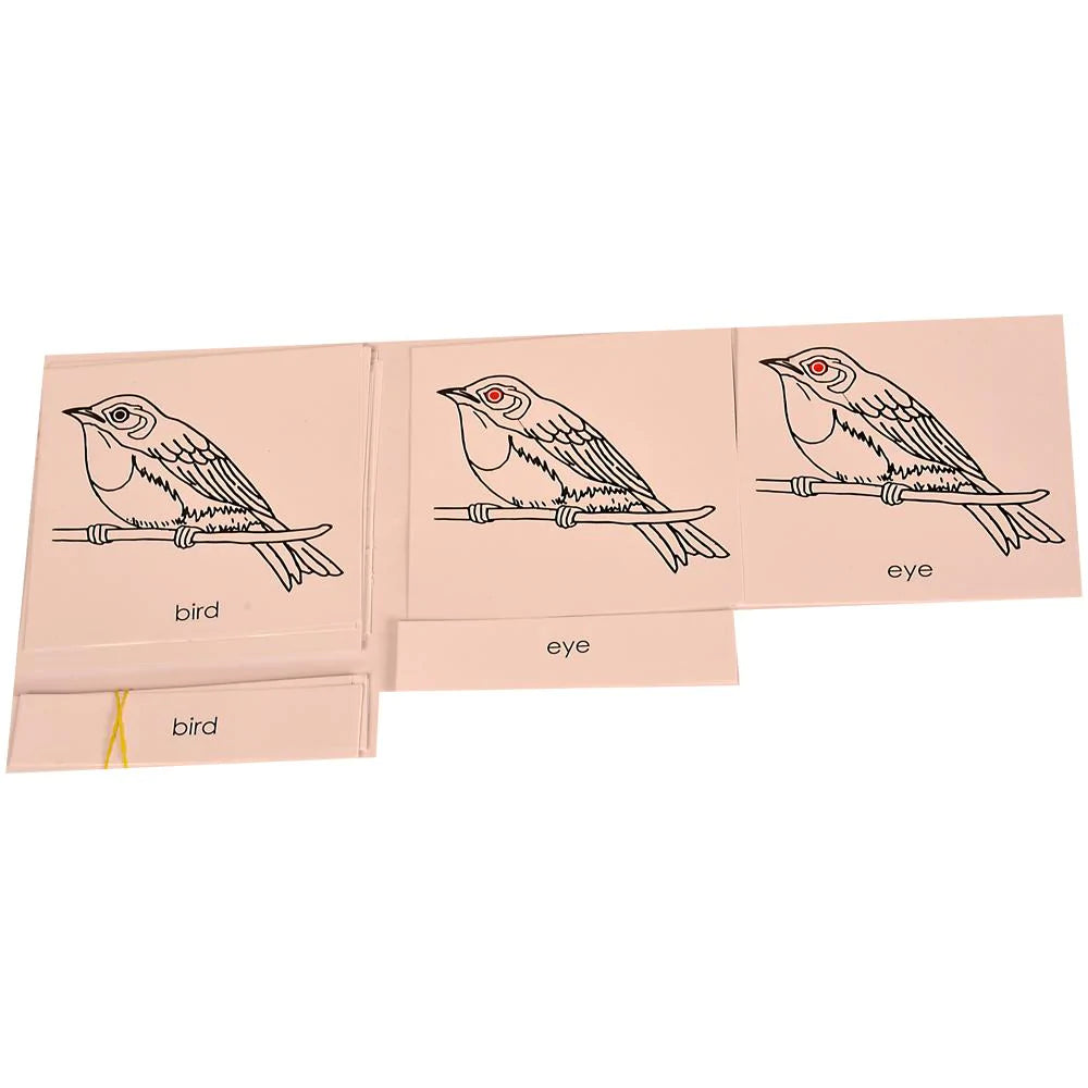 Buy Kidken Montessori Nomenclature Learning Cards - Bird - SkilloToys.com