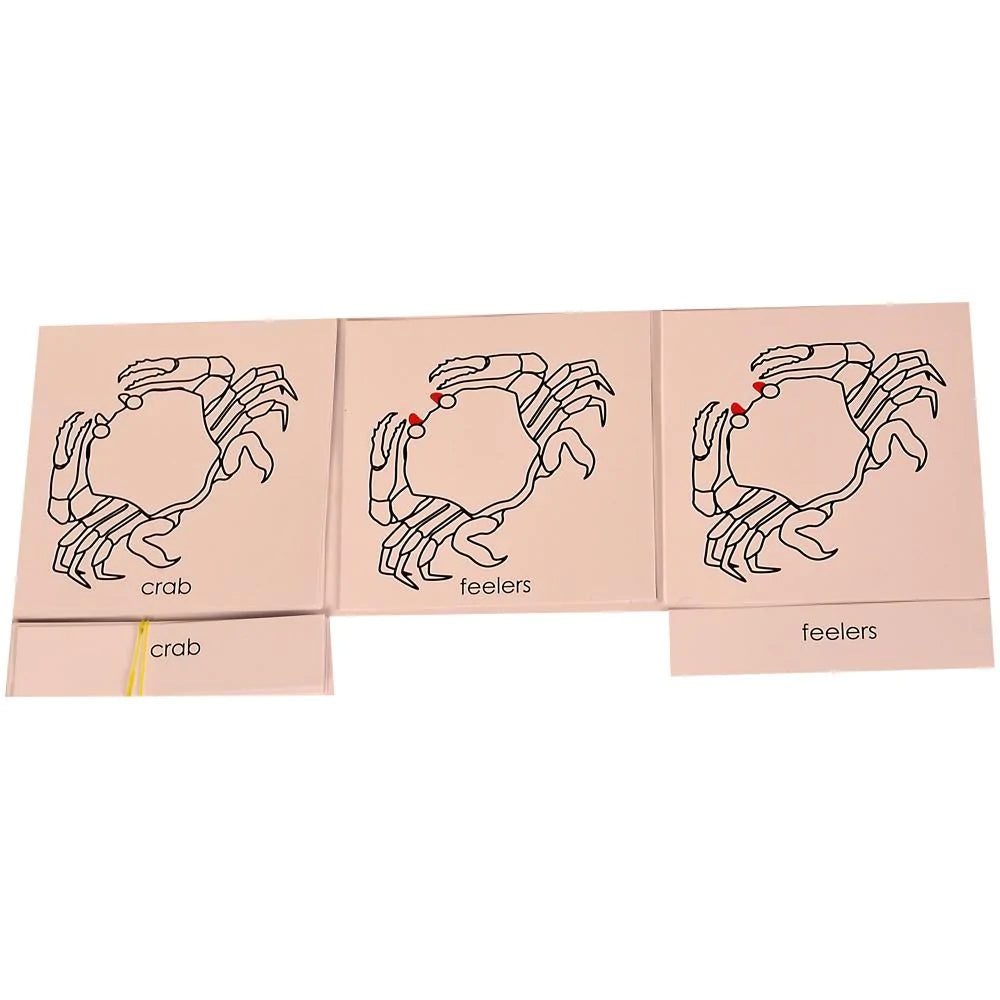 Buy Kidken Montessori Nomenclature Learning Cards - Crab - SkilloToys.com