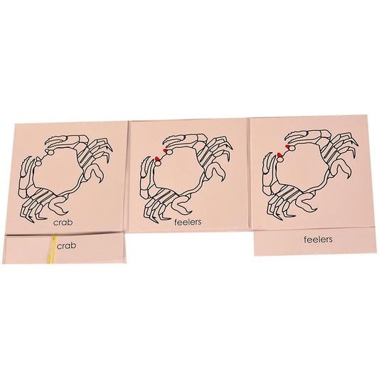 Buy Kidken Montessori Nomenclature Learning Cards - Crab - SkilloToys.com