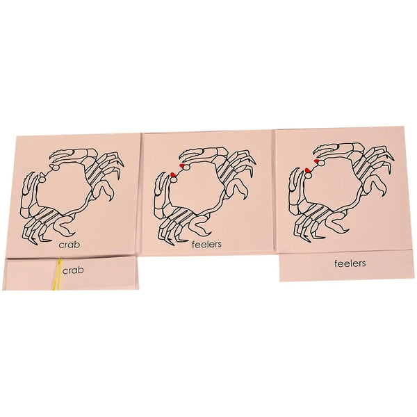 Buy Kidken Montessori Nomenclature Learning Cards - Crab - SkilloToys.com