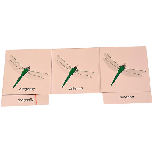 Buy Kidken Montessori Nomenclature Learning Cards - Dragonfly - SkilloToys.com