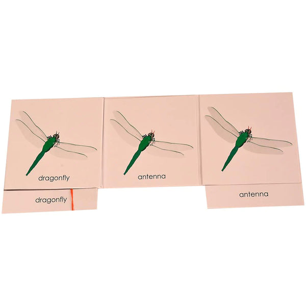 Buy Kidken Montessori Nomenclature Learning Cards - Dragonfly - SkilloToys.com