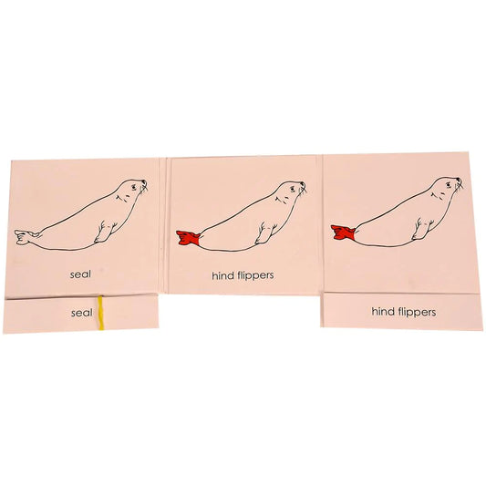 Buy Kidken Montessori Nomenclature Learning Cards - Frog - SkilloToys.com