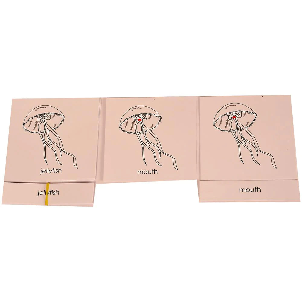 Buy Kidken Montessori Nomenclature Learning Cards - Jellyfish - SkilloToys.com