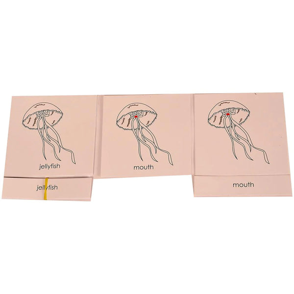 Buy Kidken Montessori Nomenclature Learning Cards - Jellyfish - SkilloToys.com