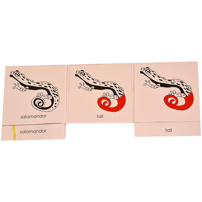 Kidken Montessori nomenclature cards - Parts of a Salamander