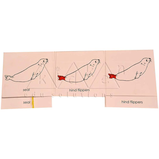 Buy Kidken Montessori Nomenclature Learning Cards - Seal - SkilloToys.com