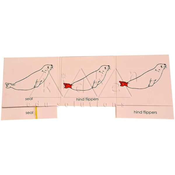 Buy Kidken Montessori Nomenclature Learning Cards - Seal - SkilloToys.com