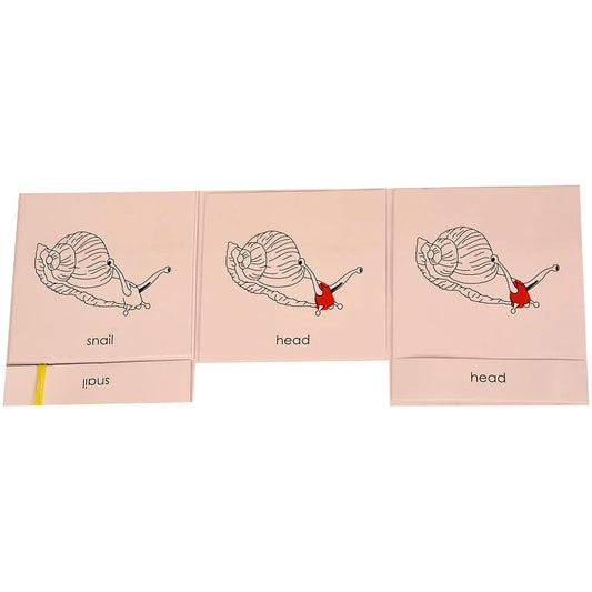 Buy Kidken Montessori Nomenclature Learning Cards - Snail - SkilloToys.com