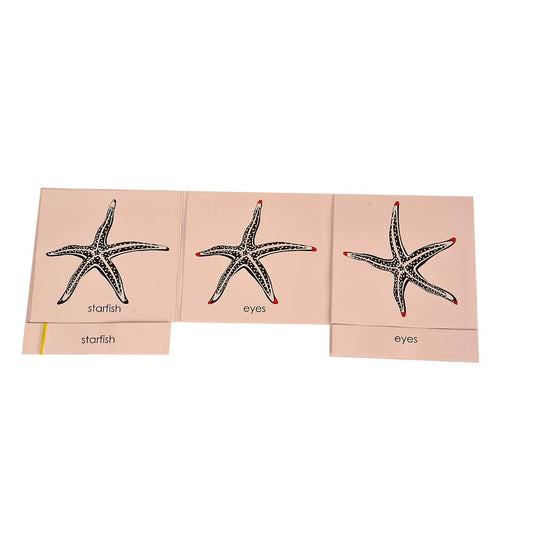 Buy Kidken Montessori Nomenclature Learning Cards - Starfish - SkilloToys.com
