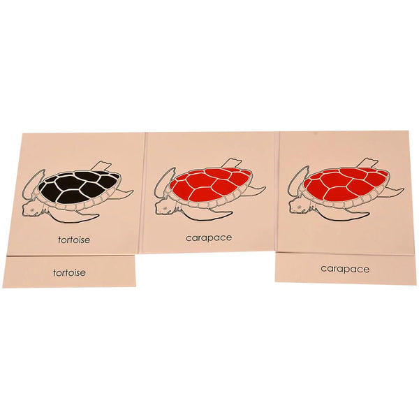 Buy Kidken Montessori Nomenclature Learning Cards - Tortoise - SkilloToys.com