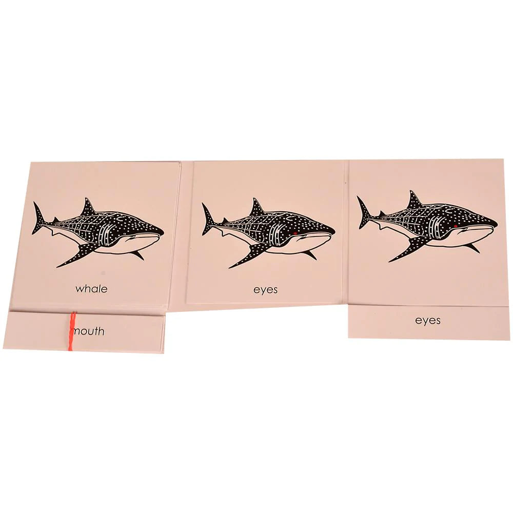Buy Kidken Montessori Nomenclature Learning Cards - Whale - SkilloToys.com