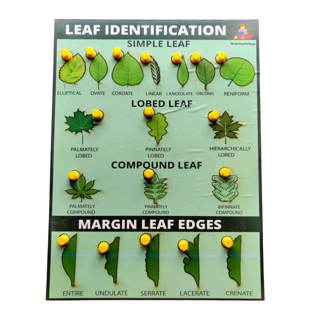 Buy Leaf Identification Learning Board - SkilloToys.com