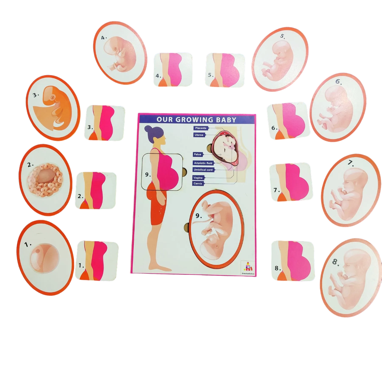 Buy Our Growing Baby Learning Board - SkilloToys.com