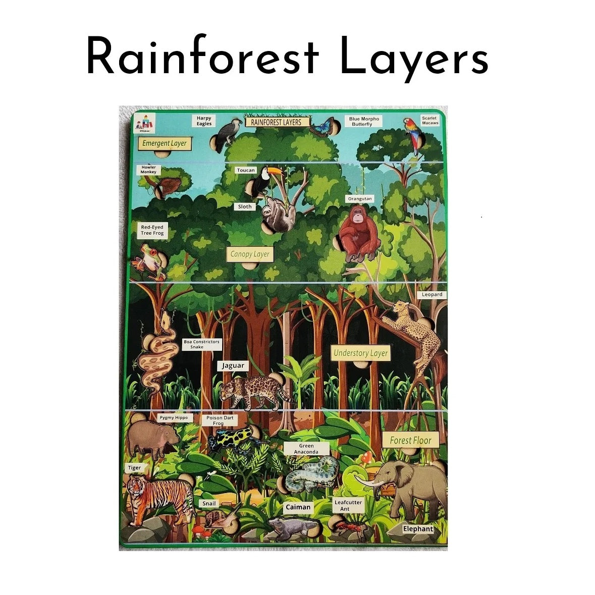 Buy Rainforest Layers Learning Board - SkilloToys.com