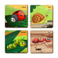 Buy Wooden 4 In A Box Insects Theme Puzzle - SkilloToys.com