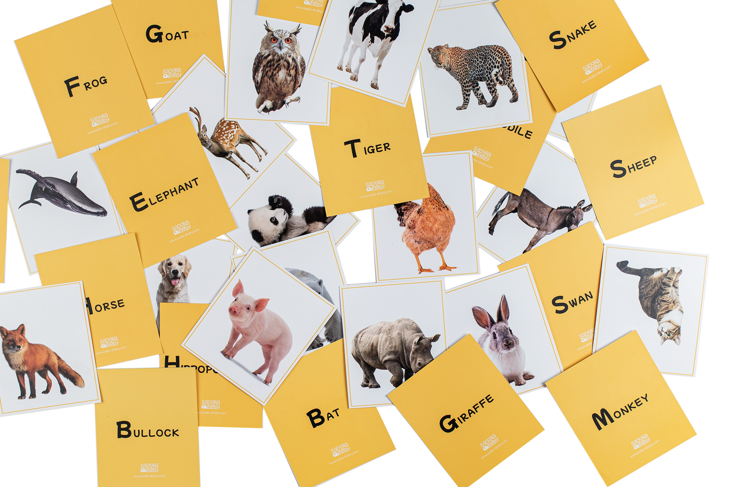 Buy Multi Play Use Wild World Animal Flaskcards Online - SkilloToys.com
