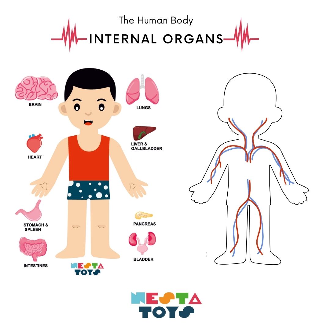 Buy Human Body Internal Organs Wooden Puzzle - SkilloToys.com