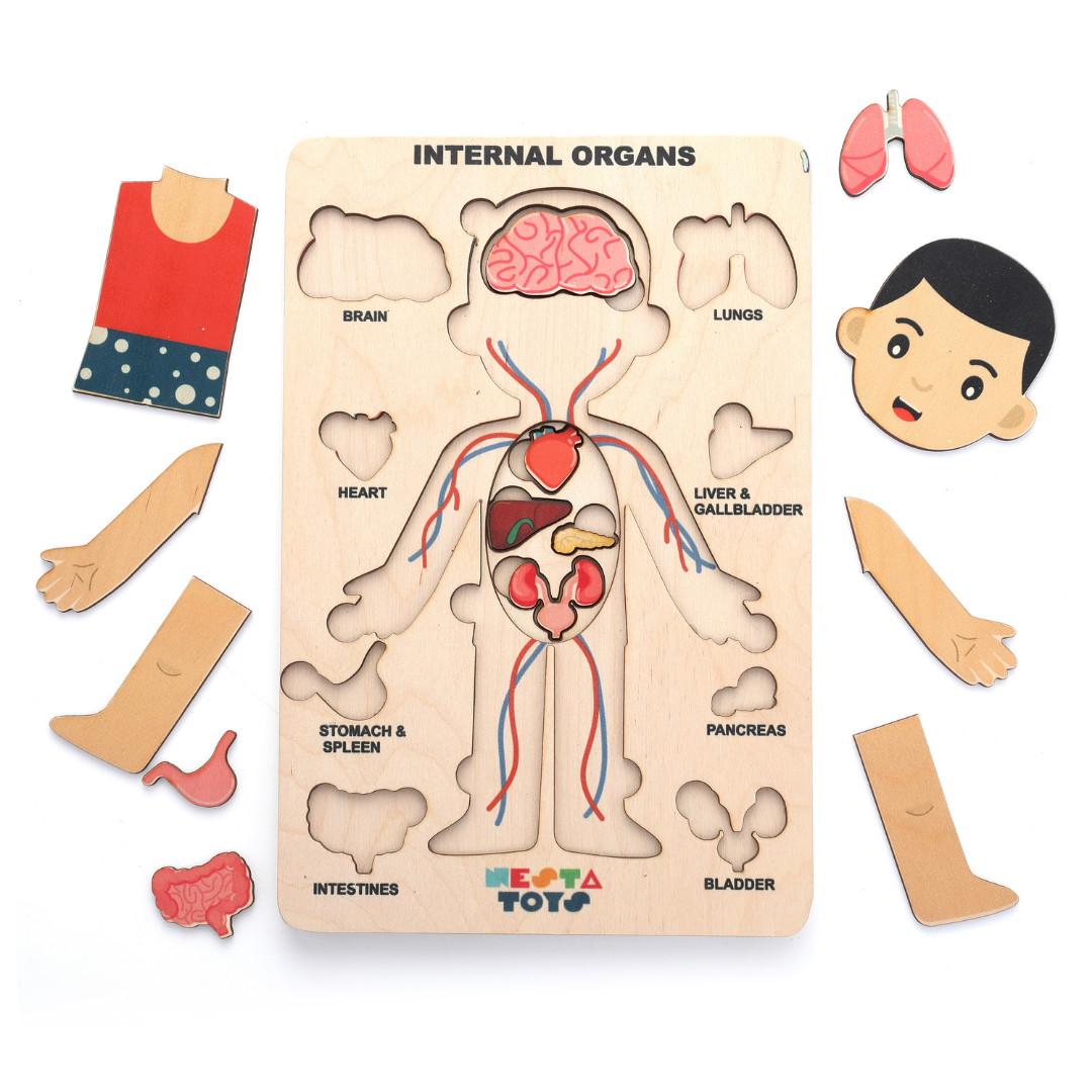Buy Human Body Internal Organs Wooden Puzzle - SkilloToys.com