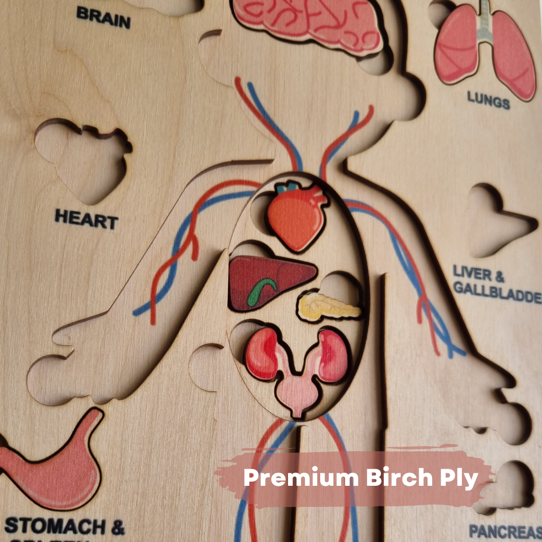 Buy Human Body Internal Organs Wooden Puzzle - SkilloToys.com