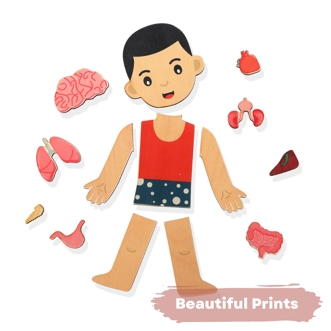 Buy Human Body Internal Organs Wooden Puzzle - SkilloToys.com